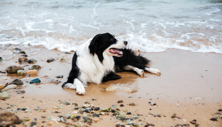 Det är lockande att ta med sig hunden ned till stranden. Men under sommarmånaderna råder hundförbud på de kommunala badplatserna.