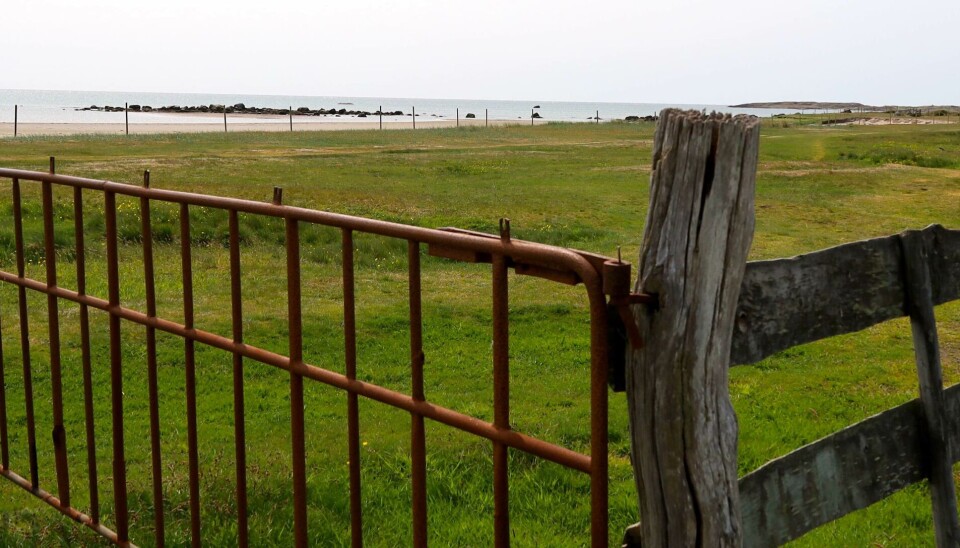 Stranden vid Södra Näs är ett populärt tillhåll för surfare – men även för kor. Stranden vid Södra Näs är ett populärt tillhåll för surfare – men även för kor.