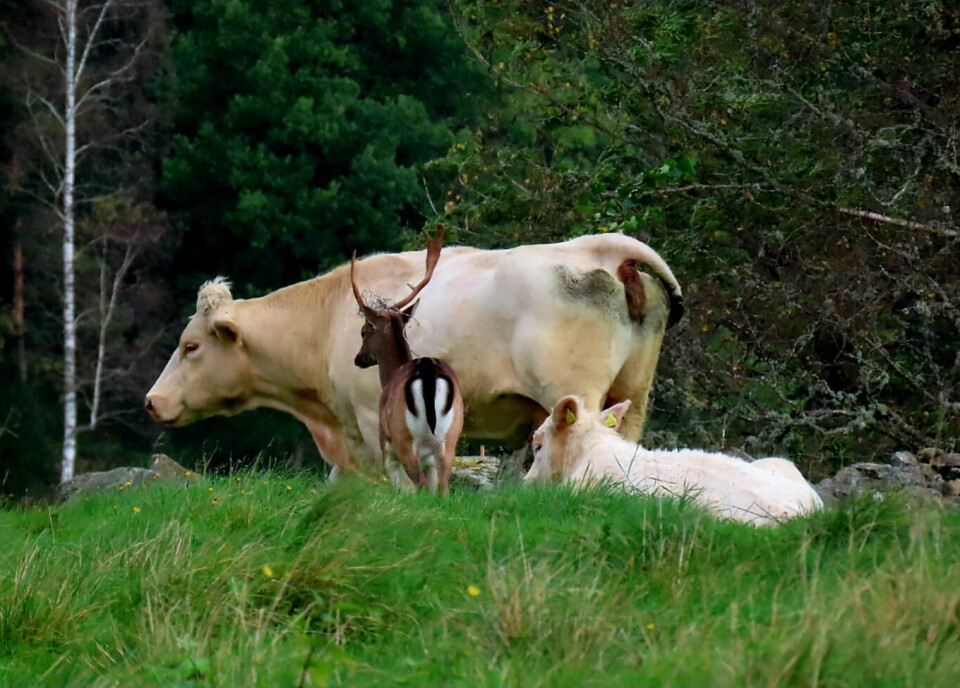 Åke umgås närmast med en särskild ko och hennes kalv.